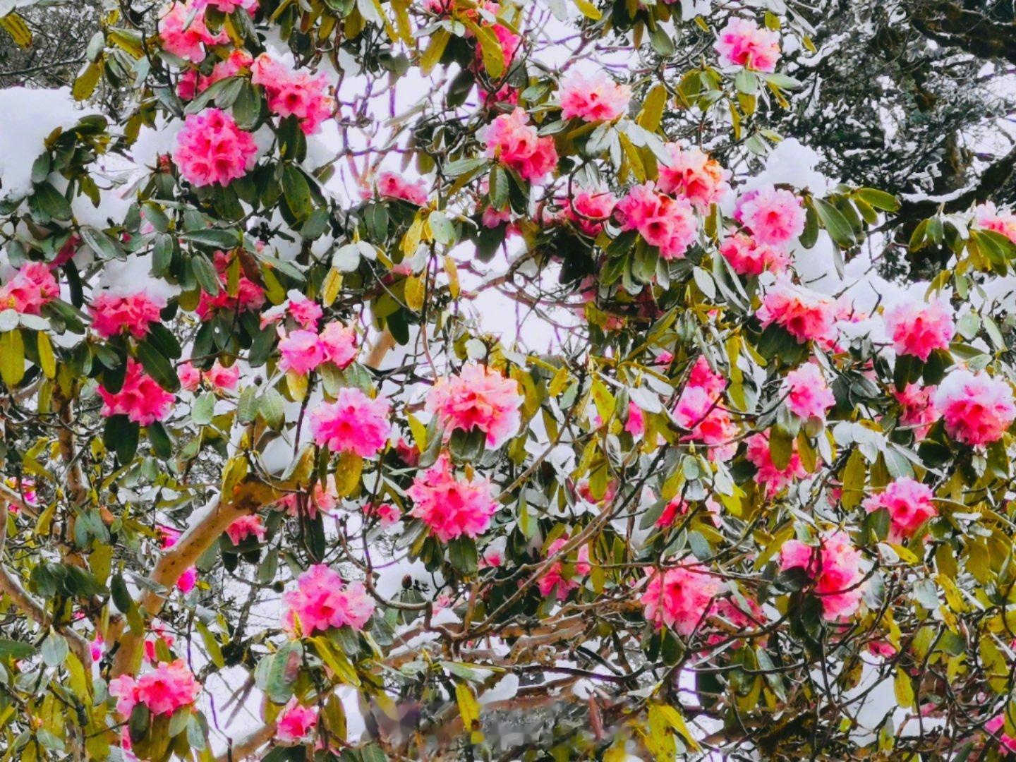 #春天的花花美到挪不开眼#四月高原，桃花季节，还有雪中的高山杜鹃，怒江畔田园风情