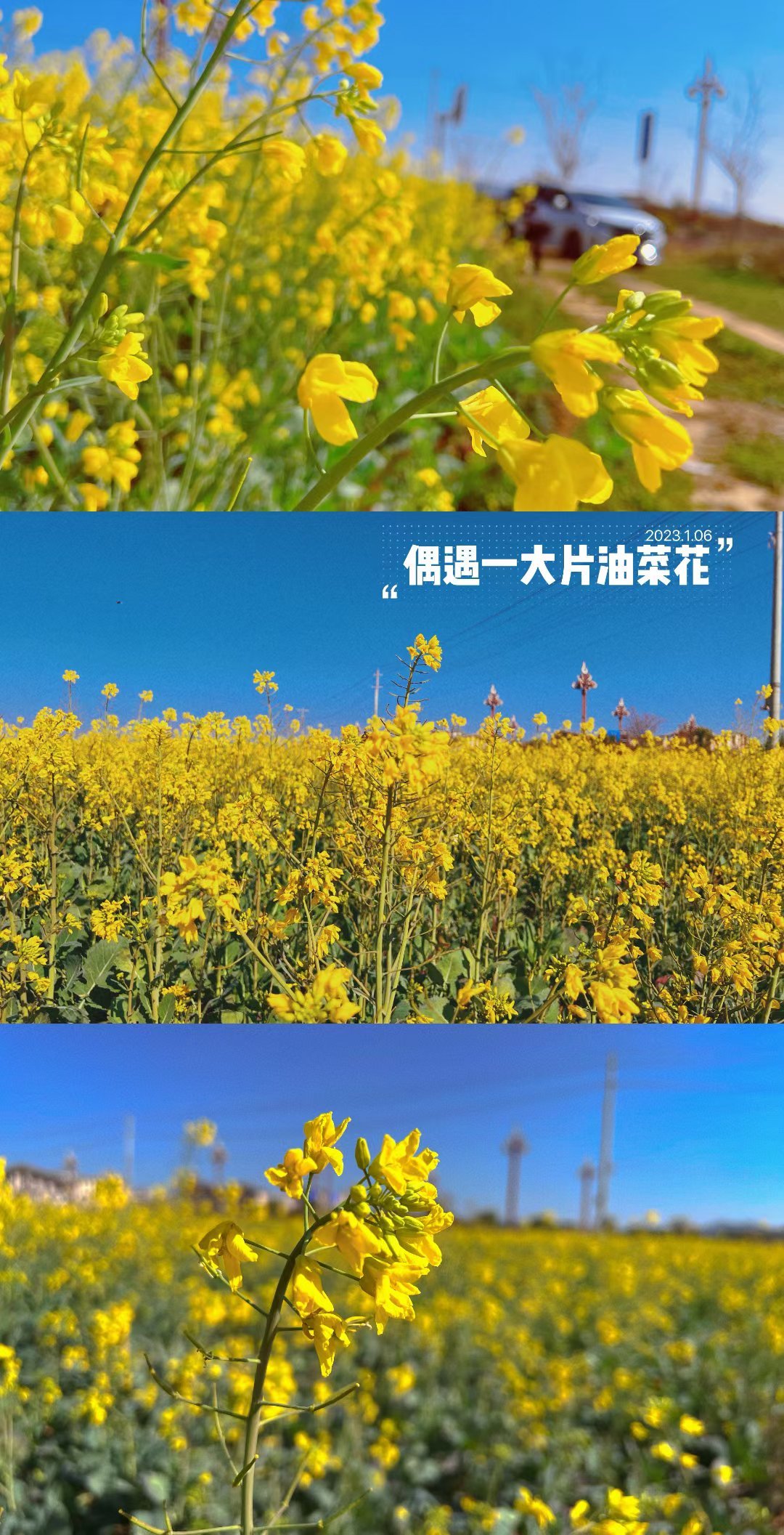偶遇一片冬天的油菜花！ ​​​