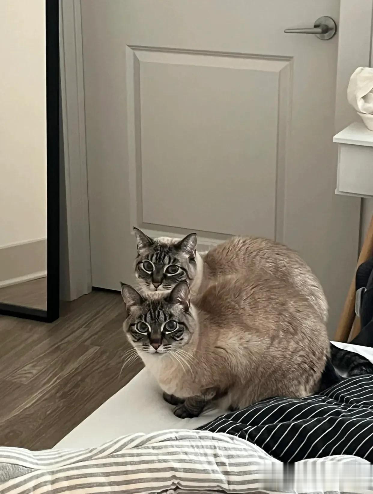 我要是猫，我也会觉得人类有病[笑哭]
早上蹲厕所习惯性把门关了，
过了一会隐隐约