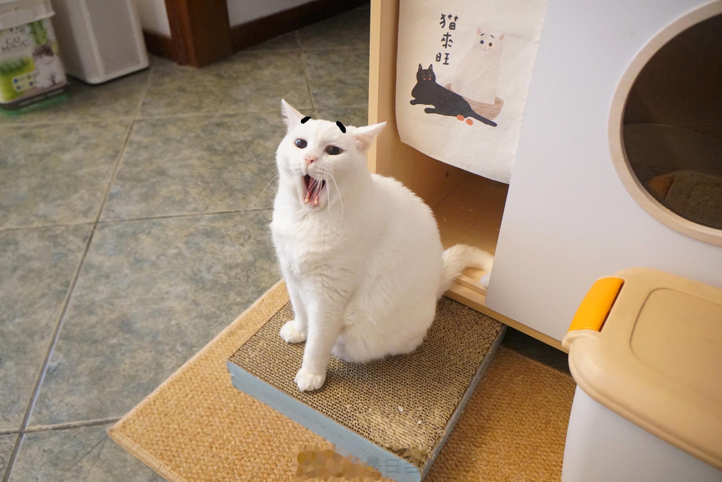 還沒到吃飯時間嗎？那偶再睡一下