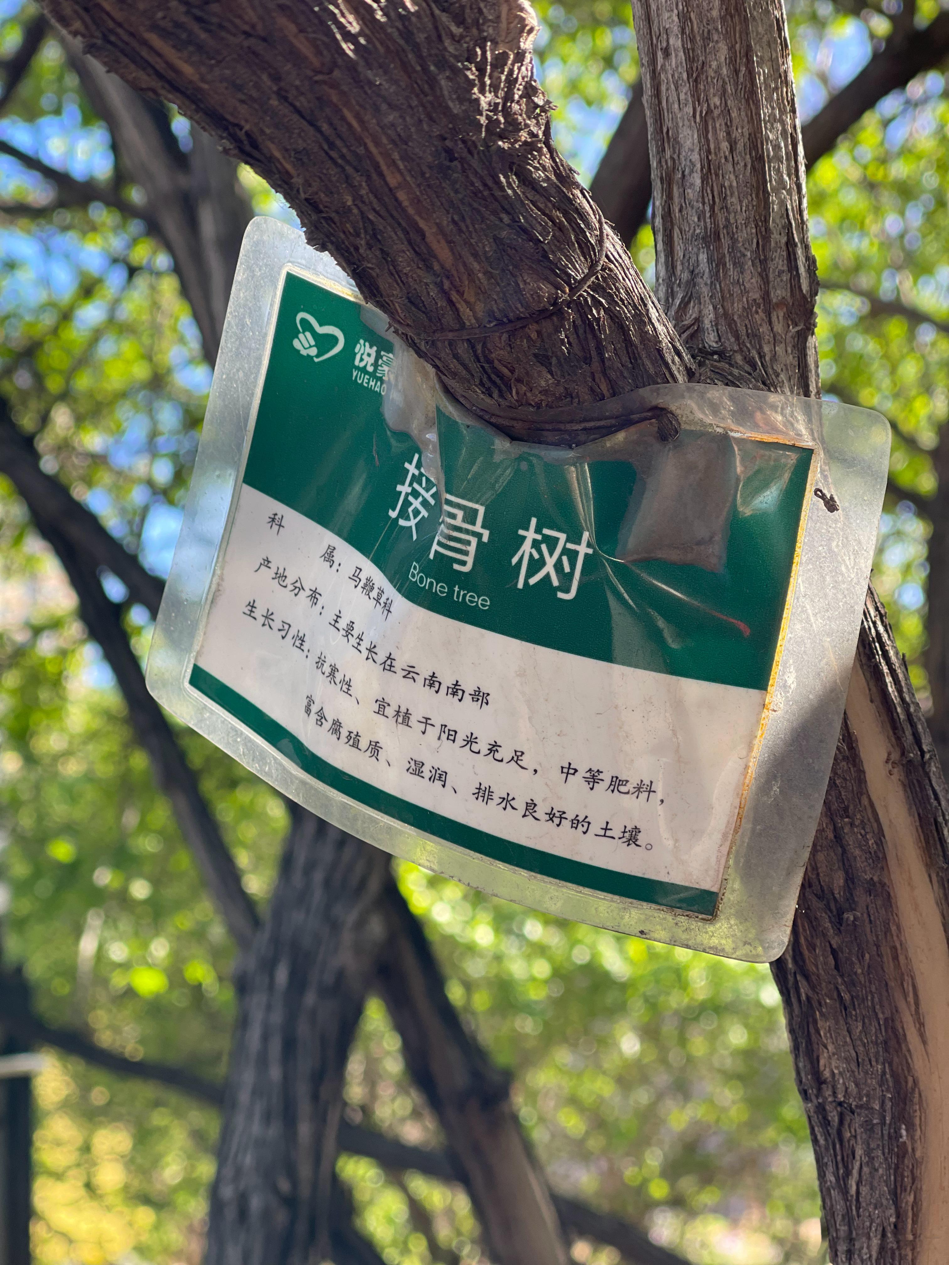 路遇一棵树，居然是接骨树，这不是做老魔杖的木头吗？死神不会是从这棵树上扯了一根树