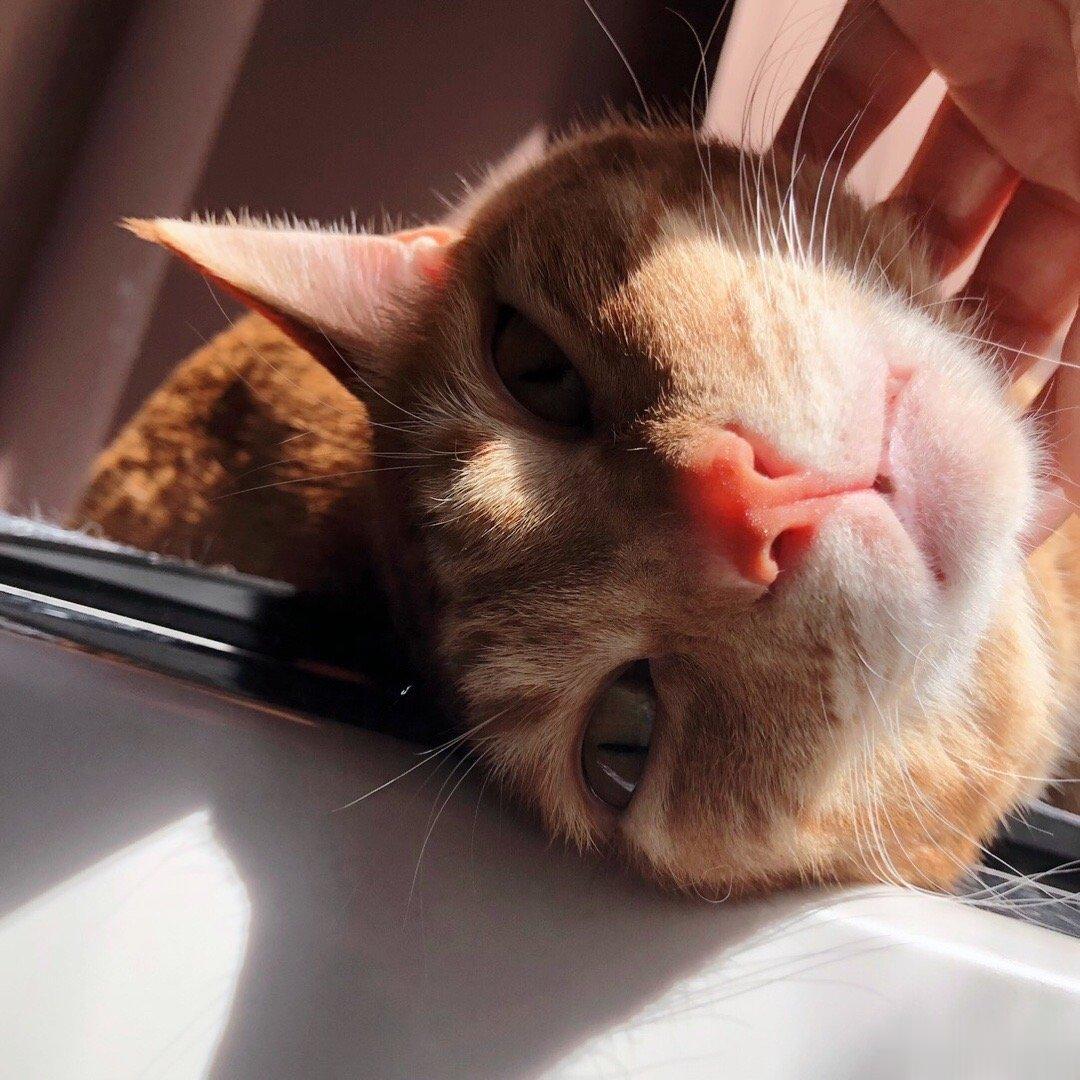 我的小猫真可爱今天太冷了赶紧回暖吧 ​​​