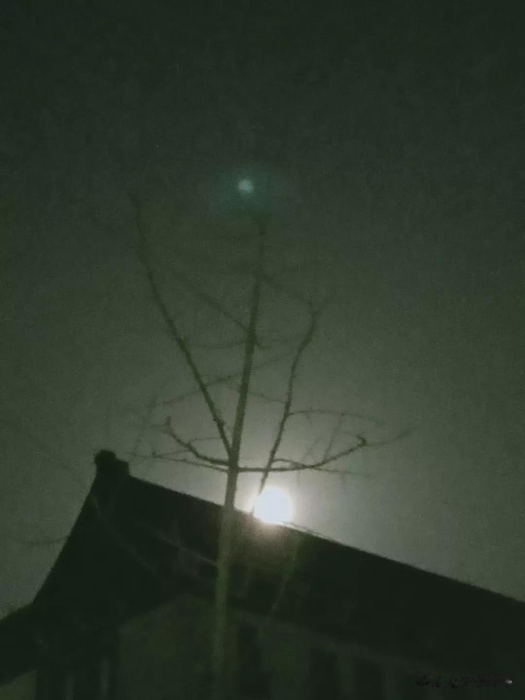 《赏个月》
枝头未到月先残，
卷角高楼泻冷寒。
无限春风服苦树，
敢伸中指对苍天