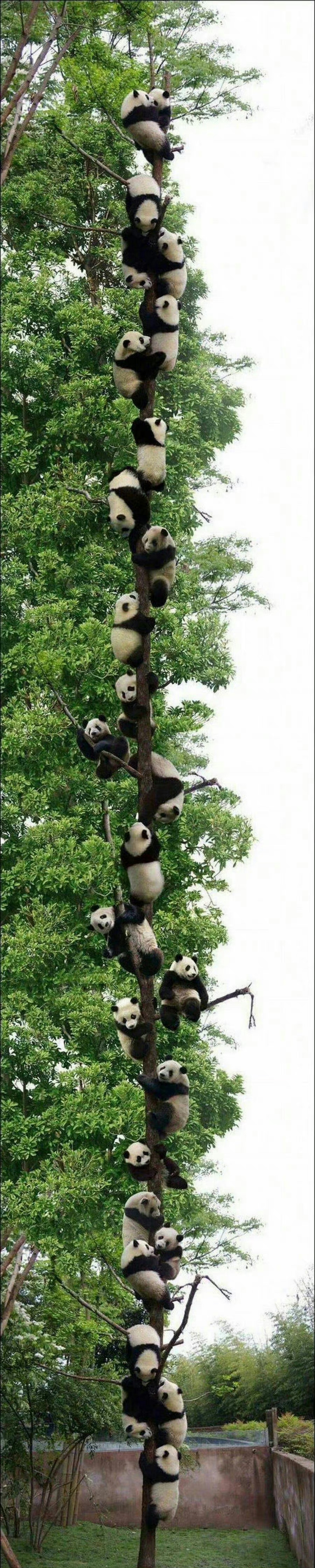遇见熊猫上树，你会好事不断 心想事成。 ​ ​​​