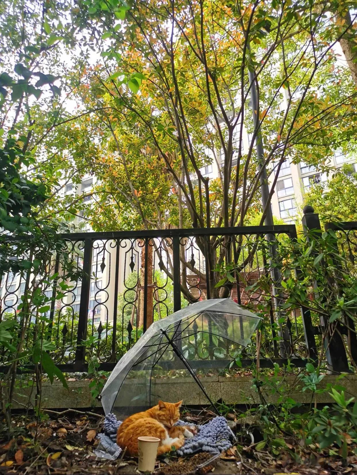 今天在路边看到一只流浪猫，有人给它撑了伞，放了水、猫粮和垫子，它软软地躺在垫子上