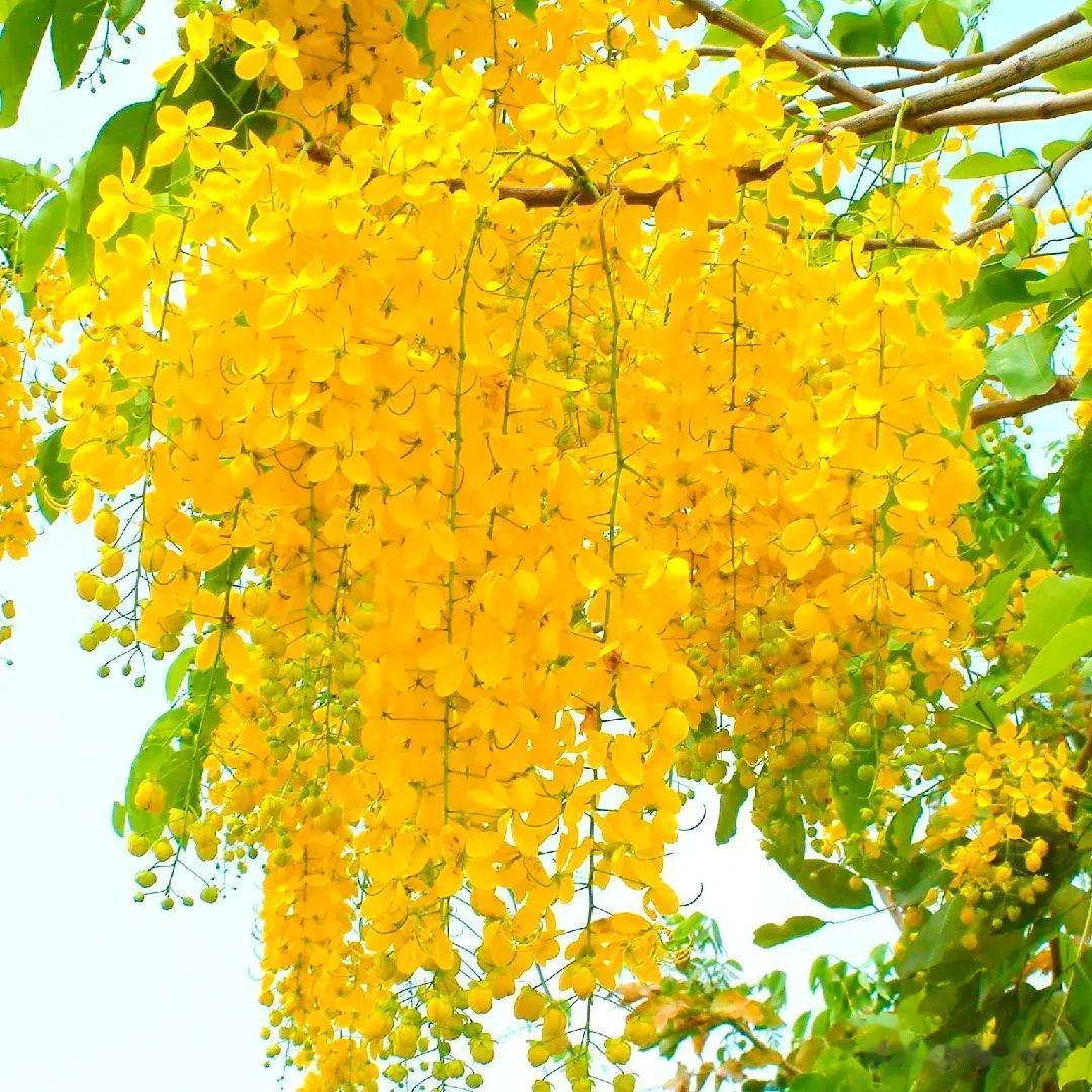 分享图片——黄金雨阿勃勒花
别名黄金雨，黄金链。
寓意吉祥如意，心想事成！