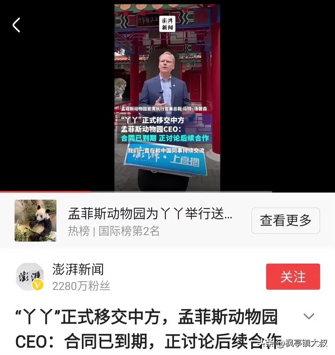 “丫丫”正式移交中方，孟菲斯CEO马特·汤普森称合同已经到期，正讨论后期合作。
