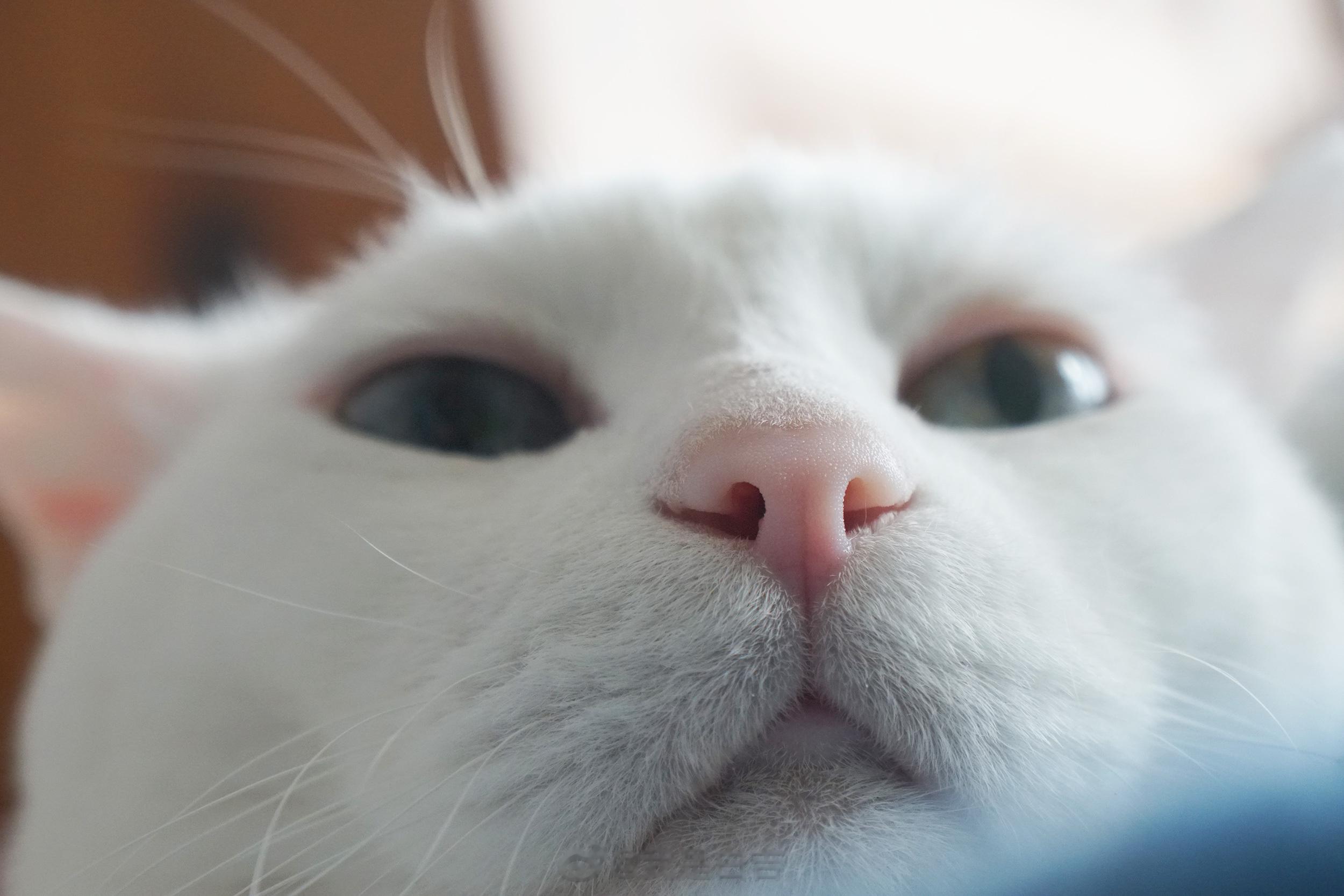 鼻頭也很值得親一下（濕濕的～） ​​​