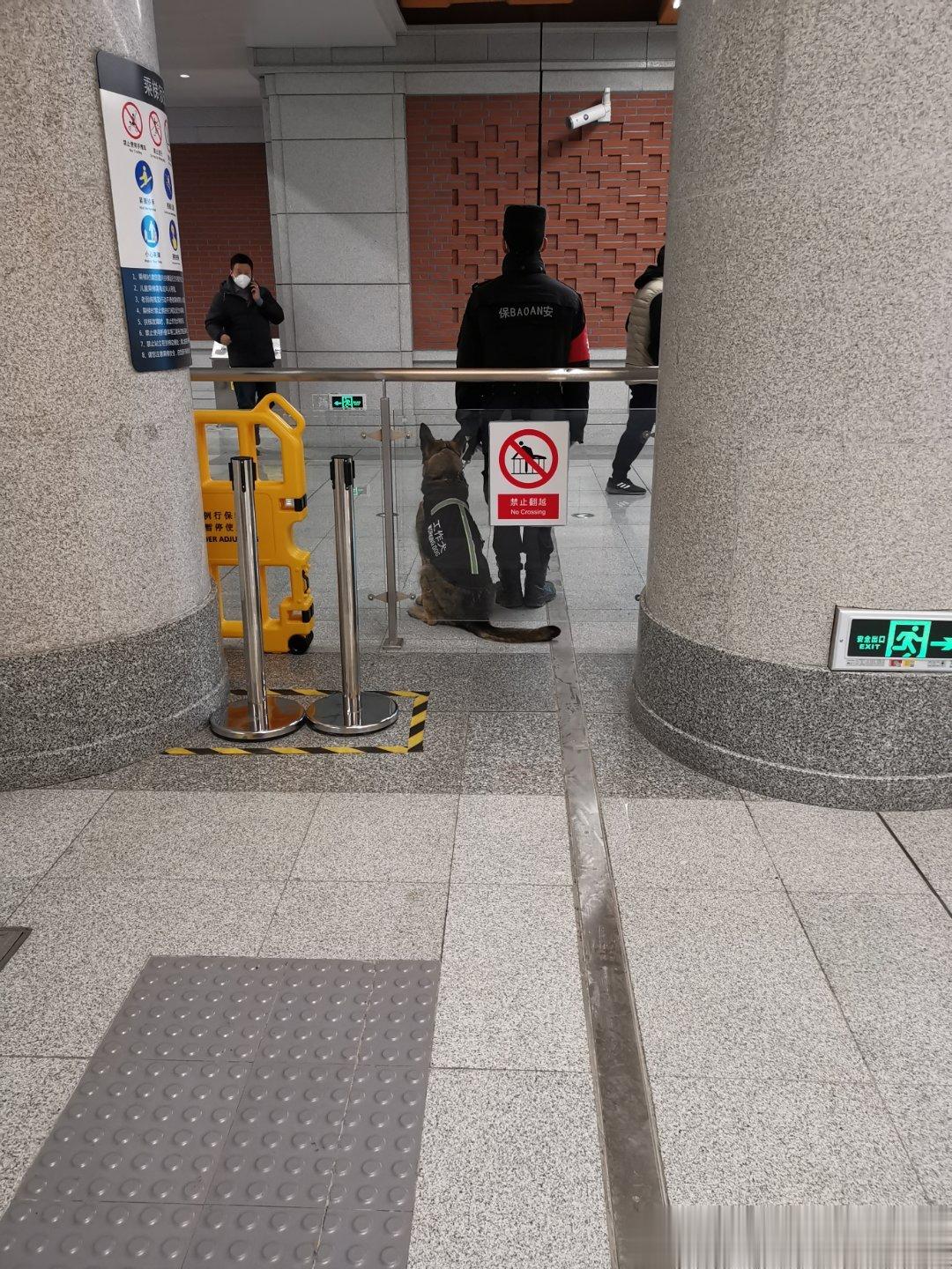 早晨地铁执勤的狗狗和训导员，德牧好奇的眼神打量着每个行人。 ​​​