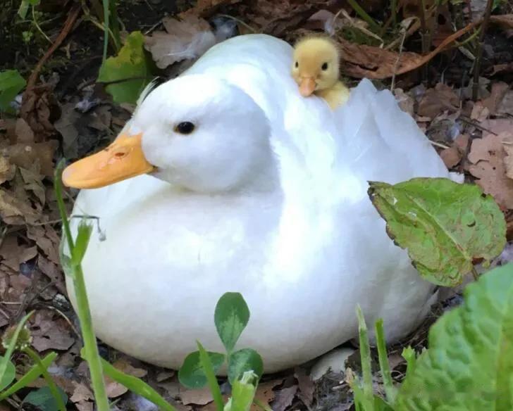 一次，王思聪斥重金买了两只鸭子，没想到这种鸭子一只就要15000，就连它下的蛋都