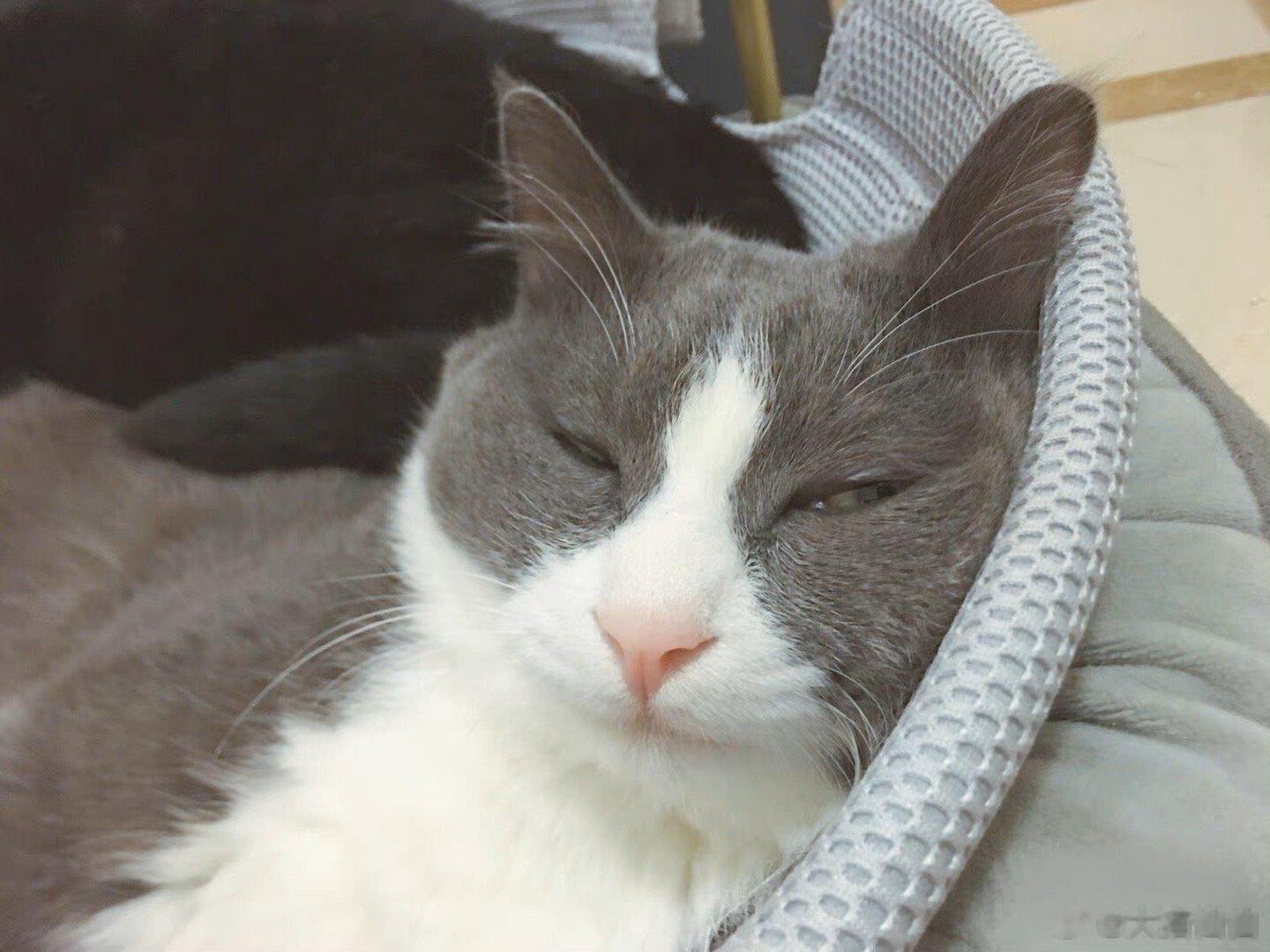  如何唤醒装睡且睡脱相的小猫咪 ​​​
