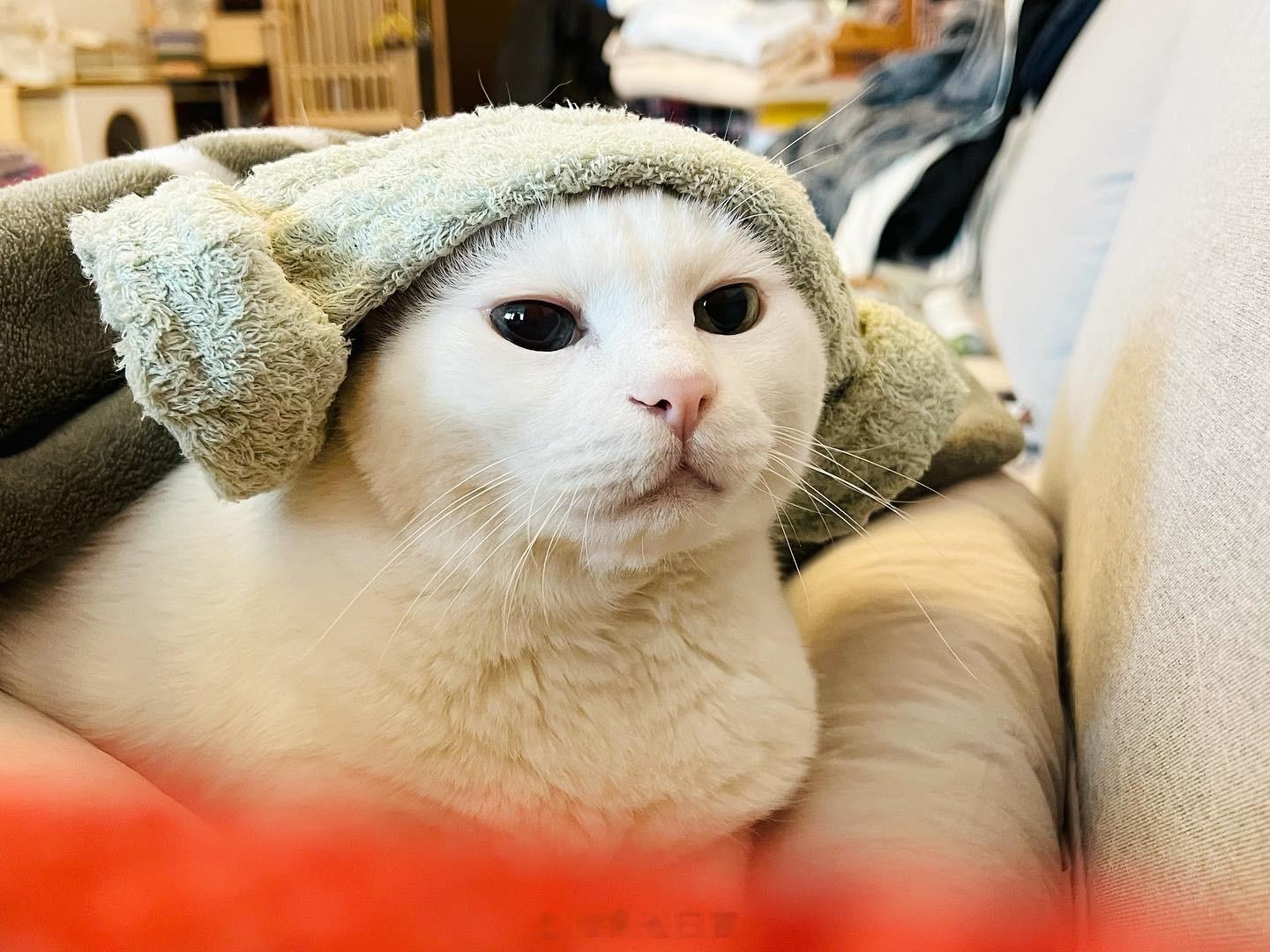 老寶冷，老寶會呱～ ​​​