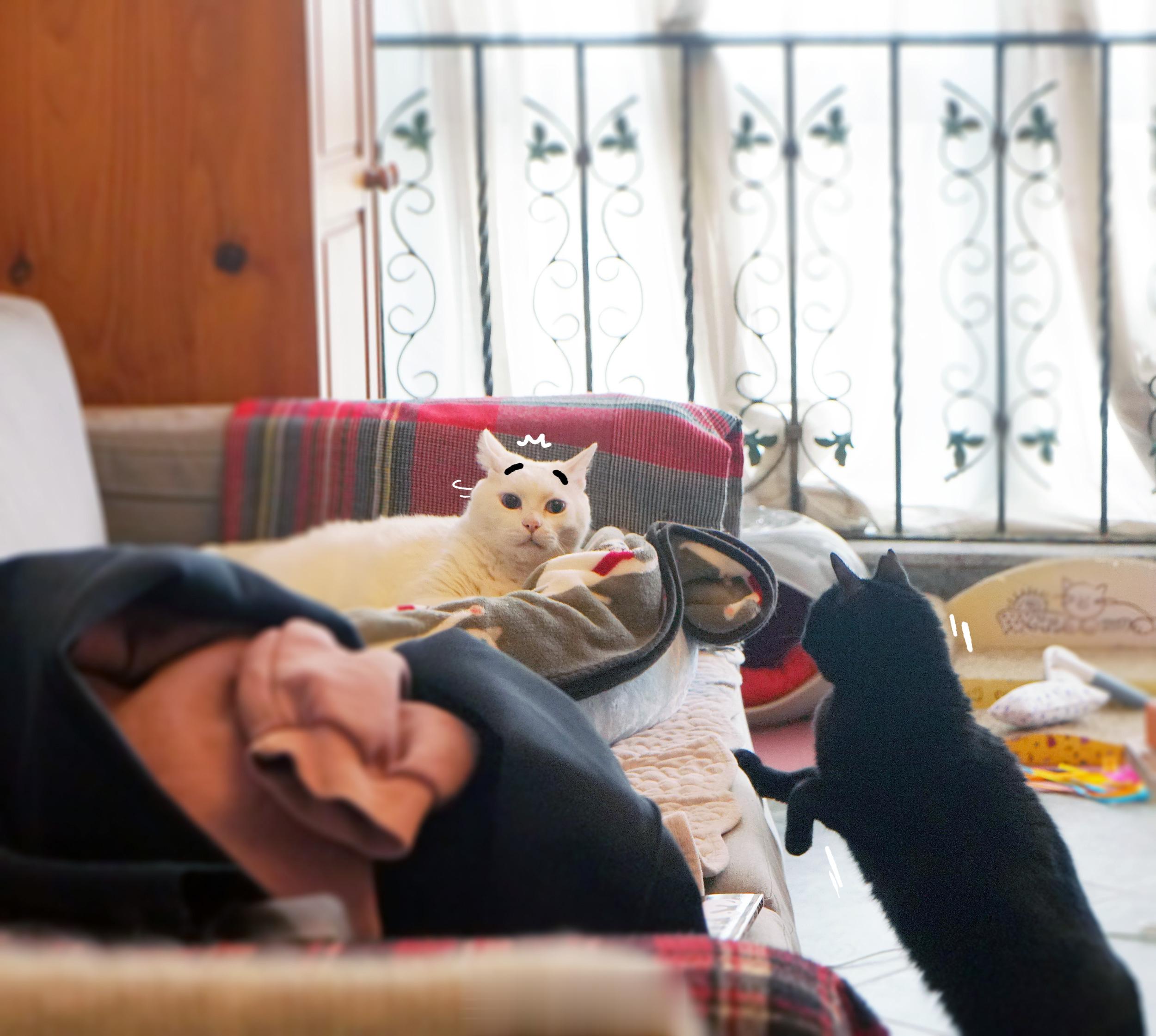 老寶蜷著睡覺，蝦蝦偷襲巴了一下