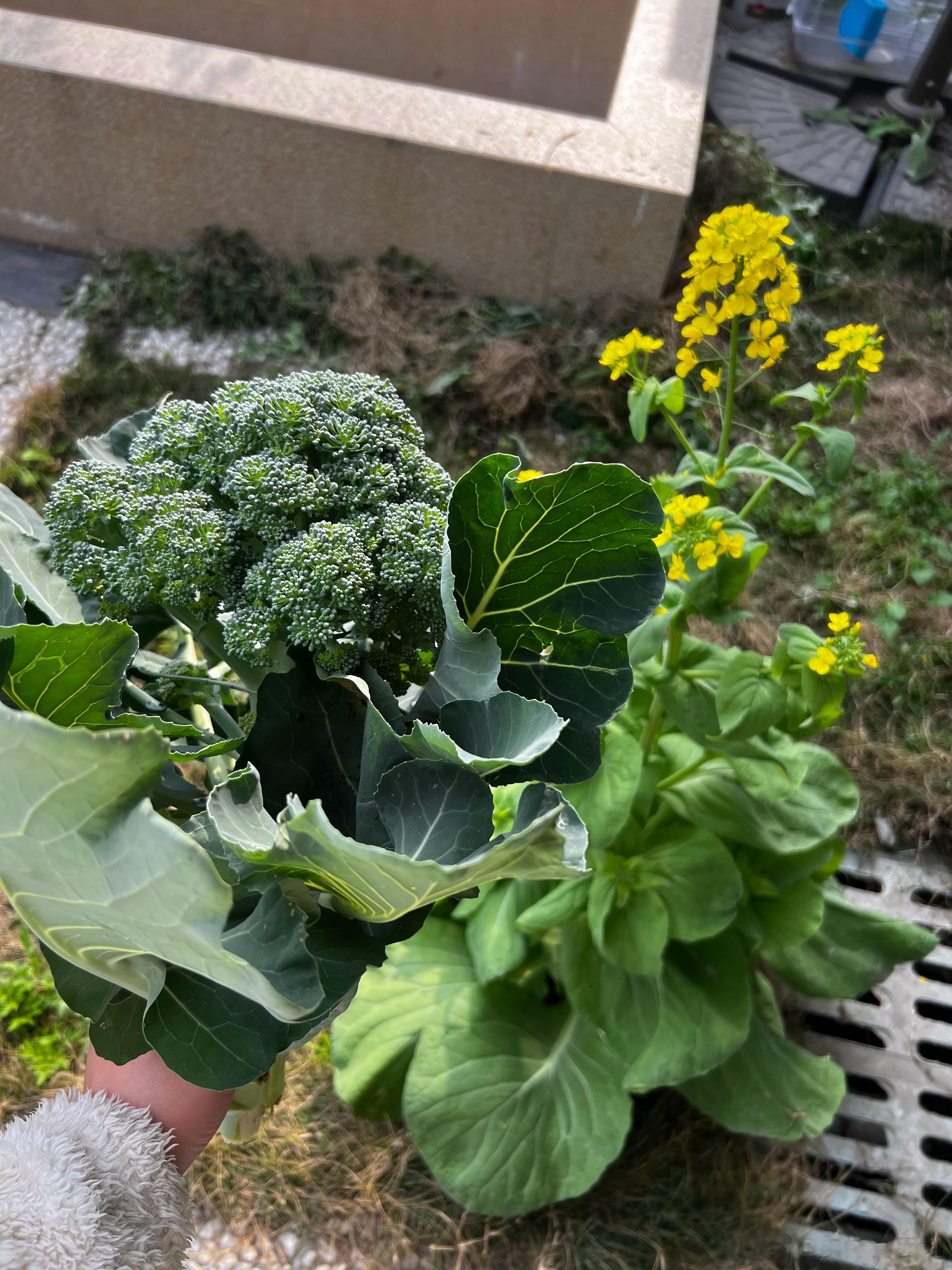 小王来了以后小九最大的变化就是要吃水果和大块没混合肉的蔬菜了。院子里野生的青菜可