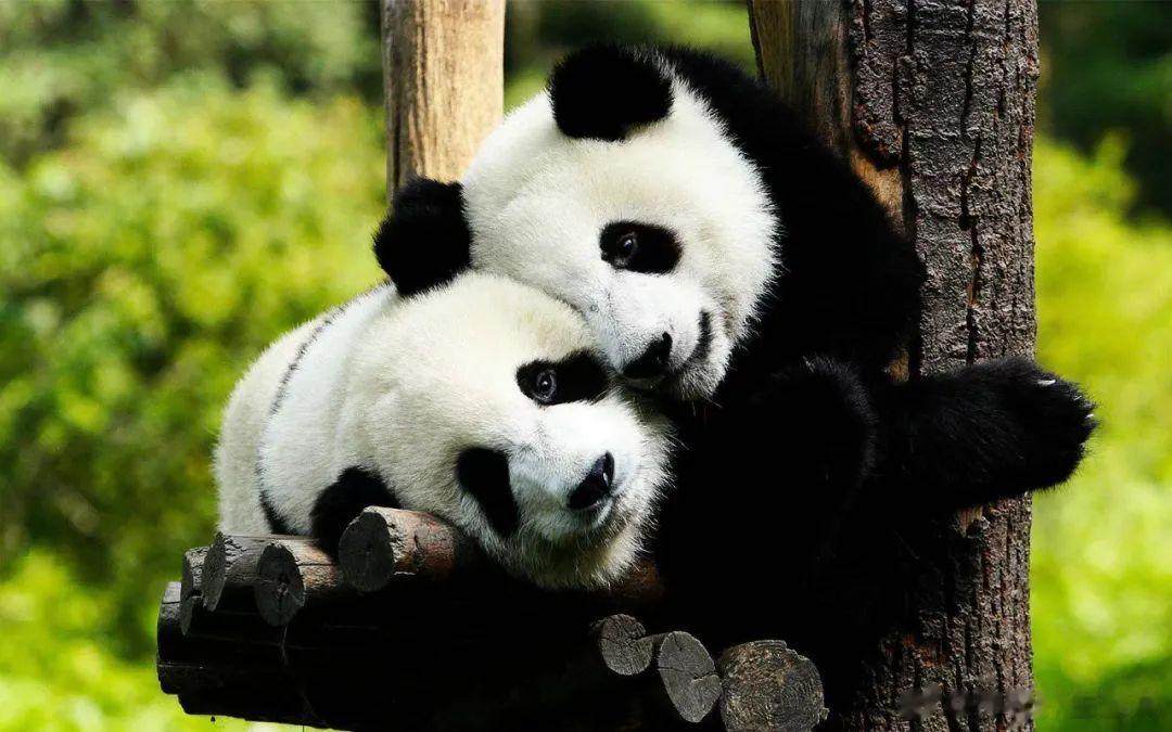 新冠后辗转难眠，此方效佳！[赞