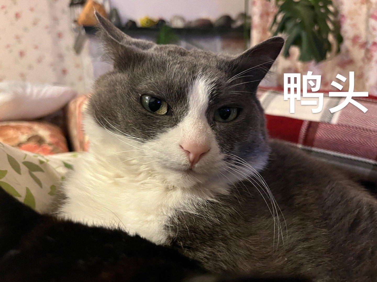  鸭头！ ​​​