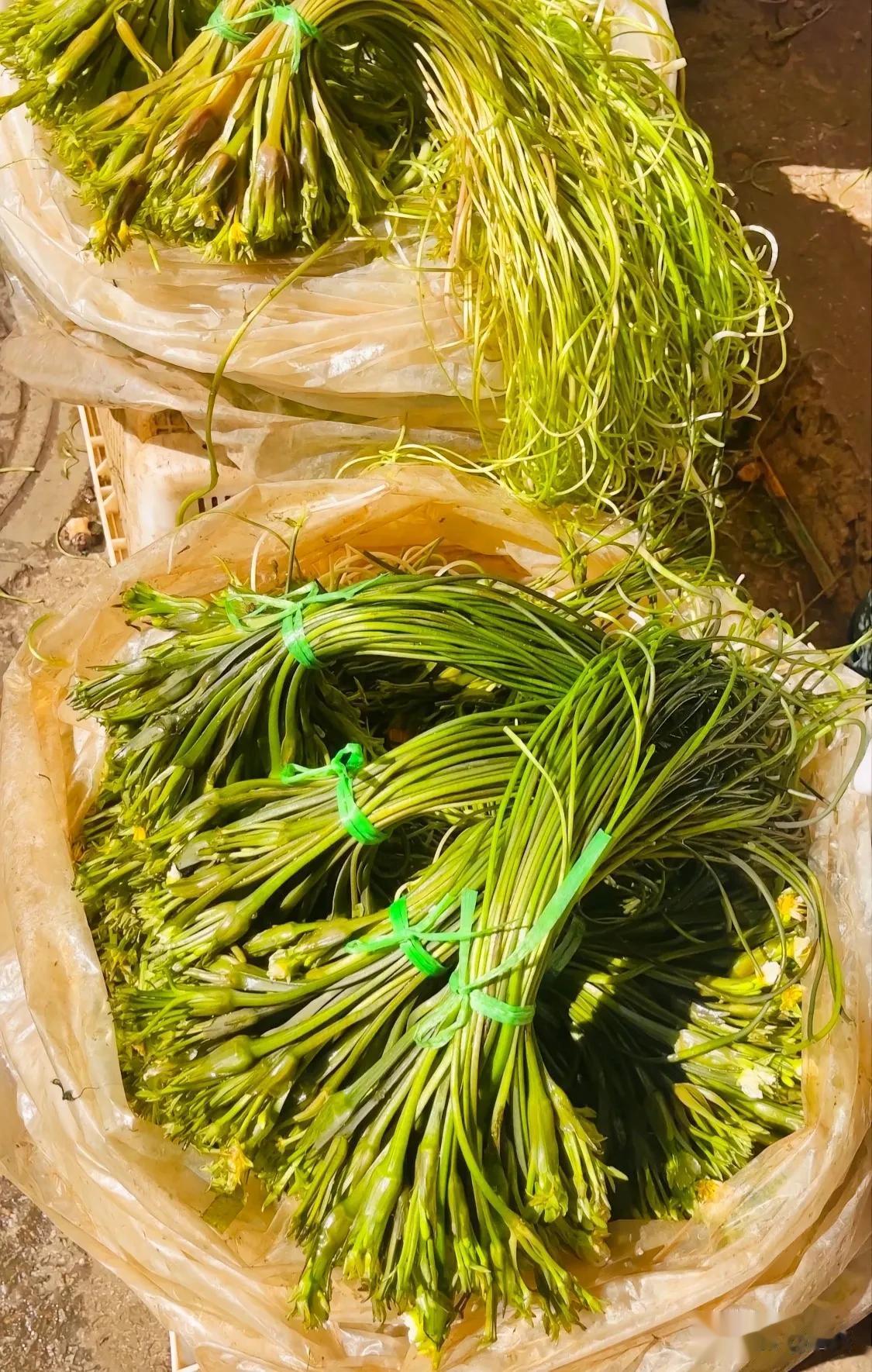 云南大理的特产，当地人喜欢用这个加腊肉炒着吃，或者加上蚕豆芋头之类煮汤。
据说这