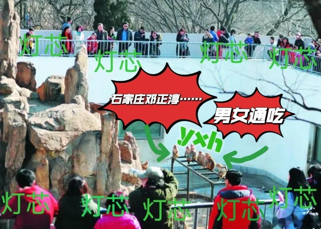  我说真的，xxj还是进厂打螺丝吧，没前途。此刻be like观猴……👇🏻 