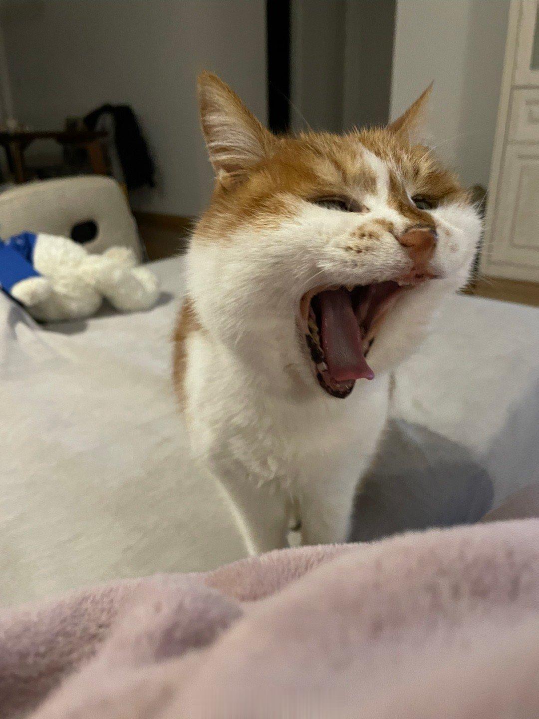  工作系统登陆出问题，白白耽误我时间 杨斑斑：活该咯！叫你不要丢下我去这么早！ 