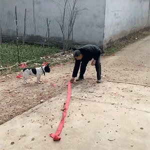 图1 狗子找找二战时期的感觉
图2 像极了吃不了辣的人吃了辣之后…奸笑奸笑奸笑
