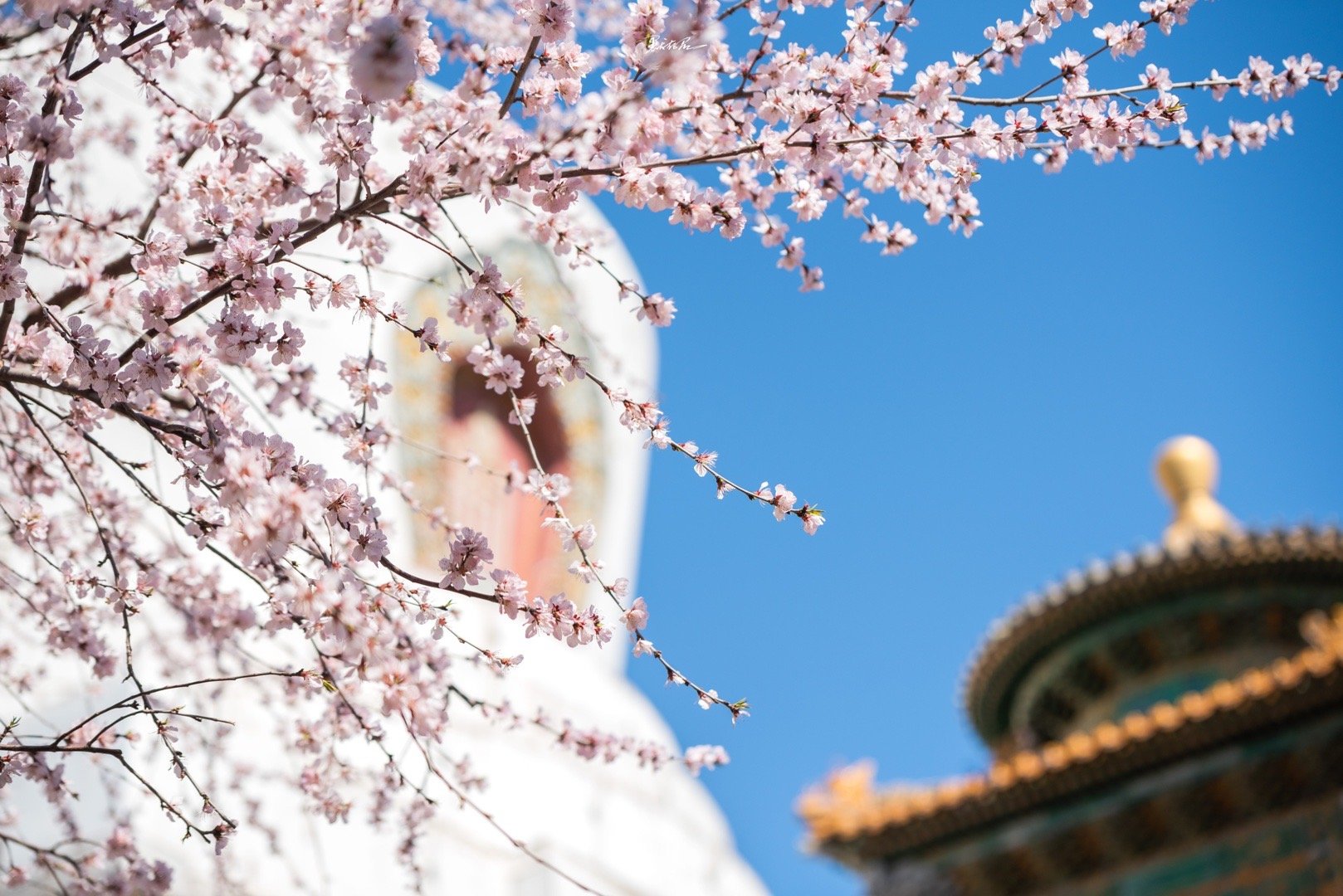 白塔寺，桃花盛开 ｜​​​