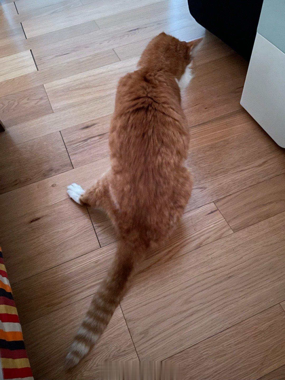  后爹不在家，小猫咪当然是跟麻麻睡，结果大清早一骨碌爬起来站在被子上就yue~y