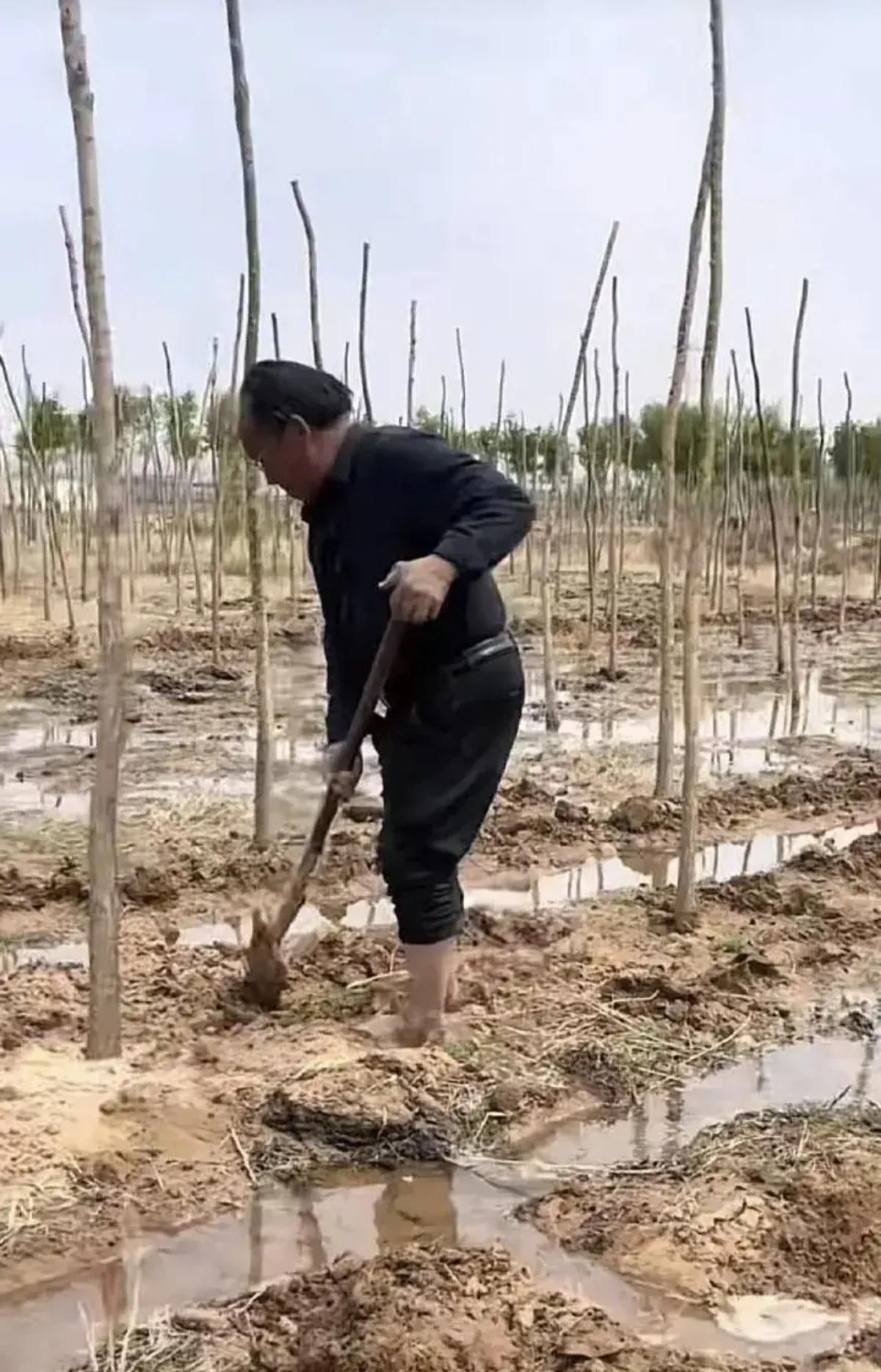 不是所有沙漠都能够通过种树来改变，这还要考虑当地的具体气候条件。一般而言，只有那