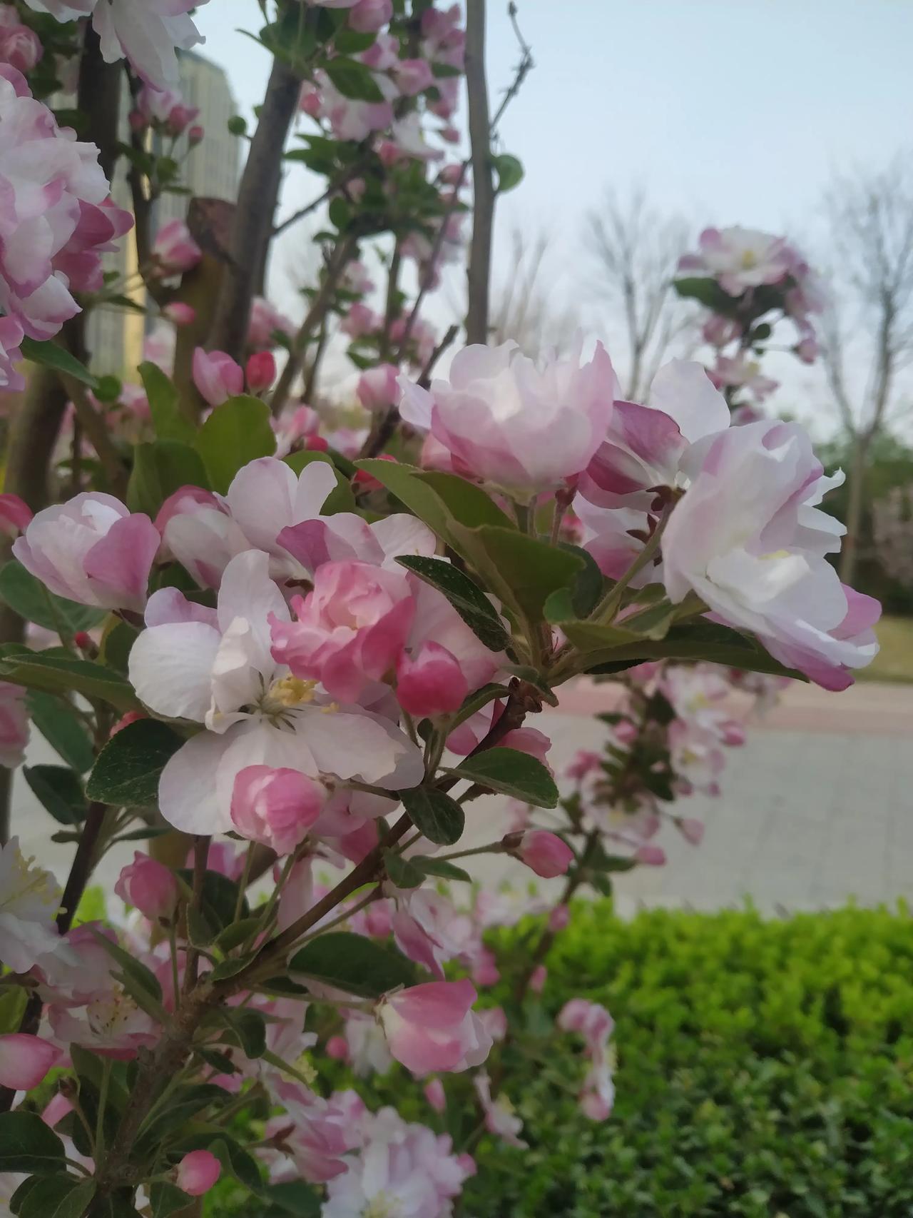 你喜欢什么花？在这春暖花开的季节。
我最喜欢海棠，不是球根海棠也不是草本海棠，而