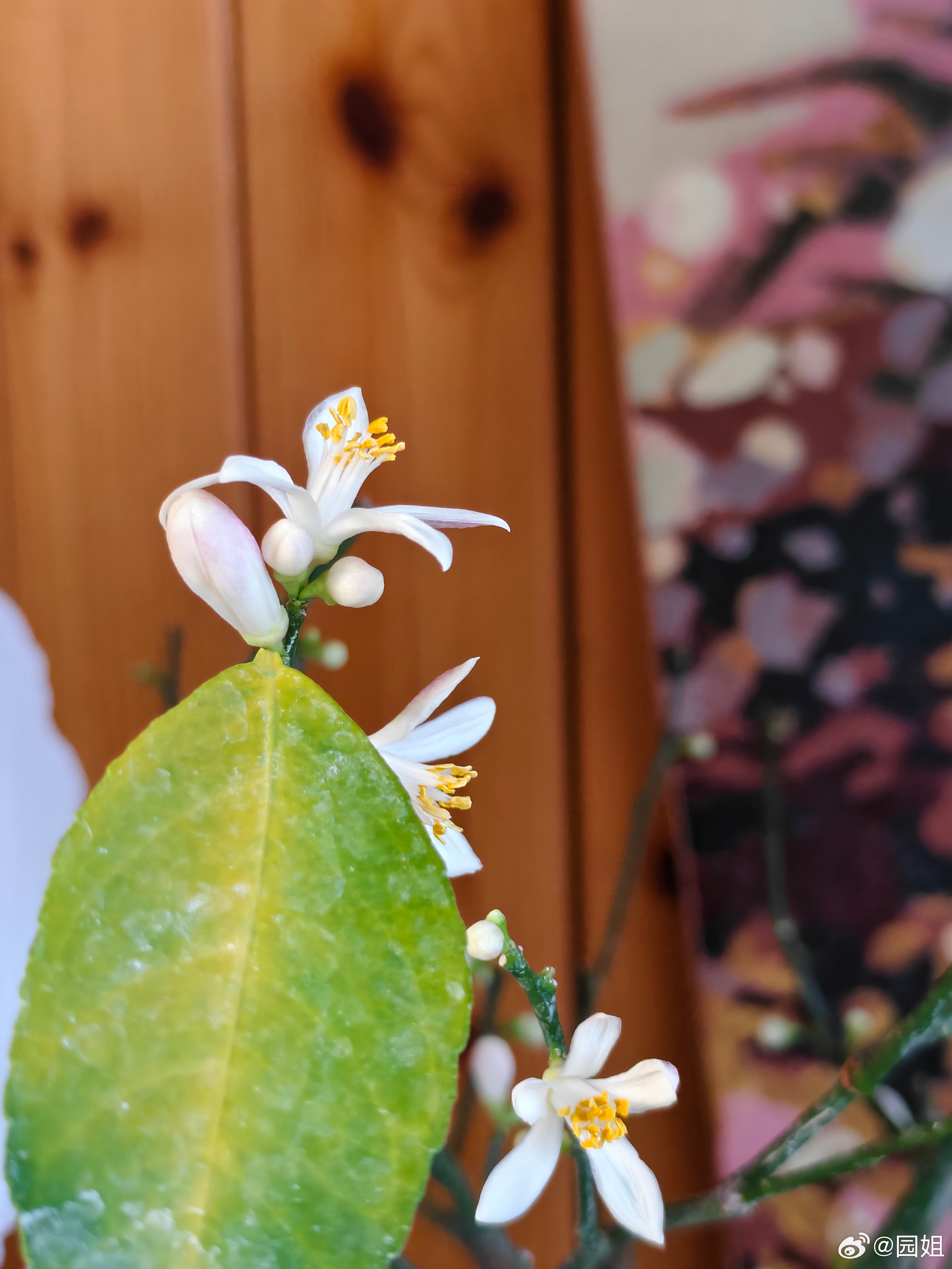 我的柠檬树终于开花了，就是不知道会不会接果子