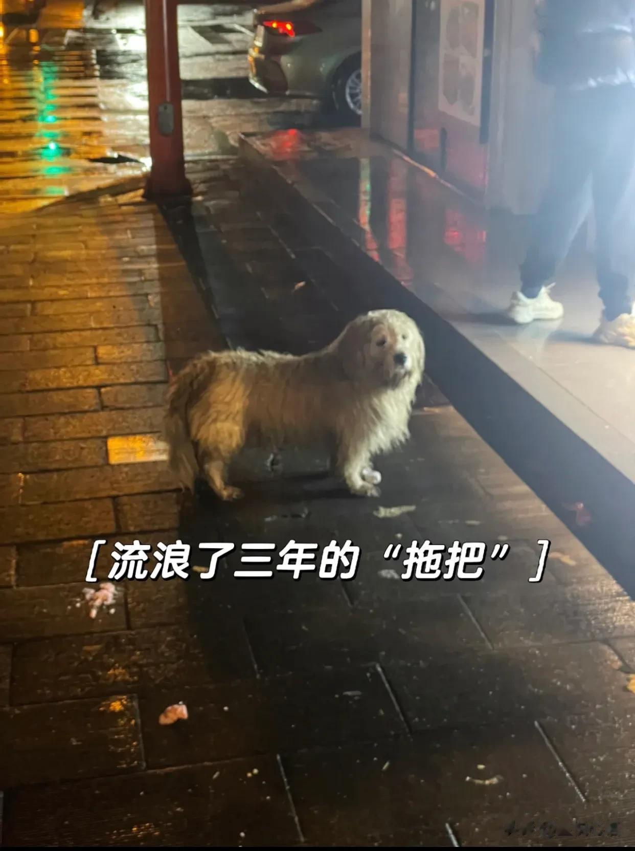 流浪小狗，有家和没家，真的是天壤之别！
之前看到修狗在小区外刮风下雨都自己独自呆