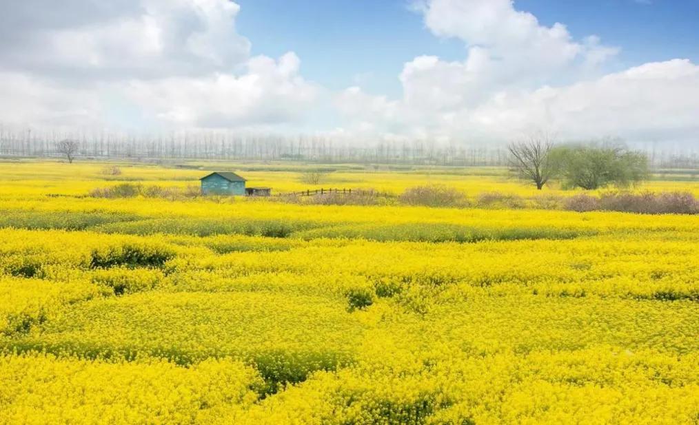 油菜每年3-4月开花，5月结果。它的历史由来已久。旧称芸薹，东汉服虔者《通俗文》