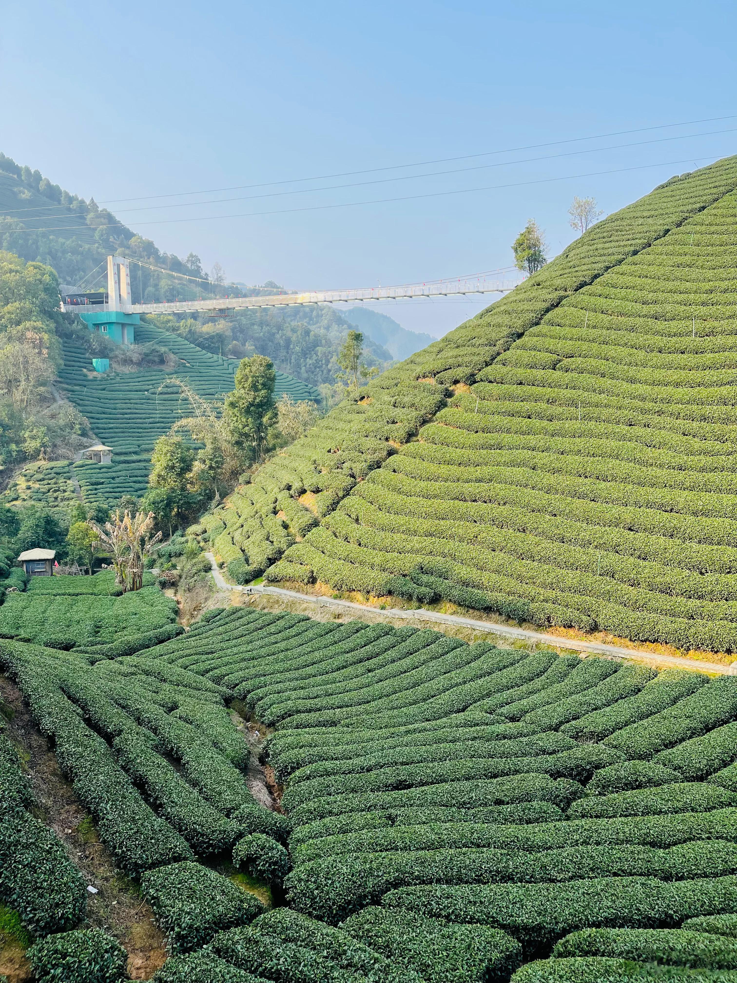 一大早上茶山，空气好。还有玻璃桥，100米高空。茶的种类还挺多的。#行走昭平# 