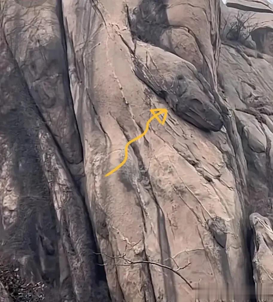 胶南大珠山对面的山头上又出现了一个“龙头”样的化石，人们纷纷猜测这是当年法海所为