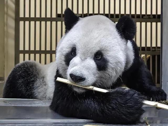 

台湾风传媒星期天（4月9日）引述消息人士报道，中国大陆希望再送大熊猫赴台以展