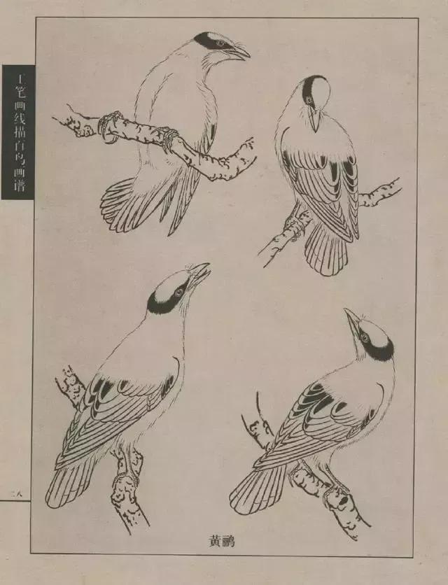 素材丨一组工笔画白描鸟类画谱 各种动态
  