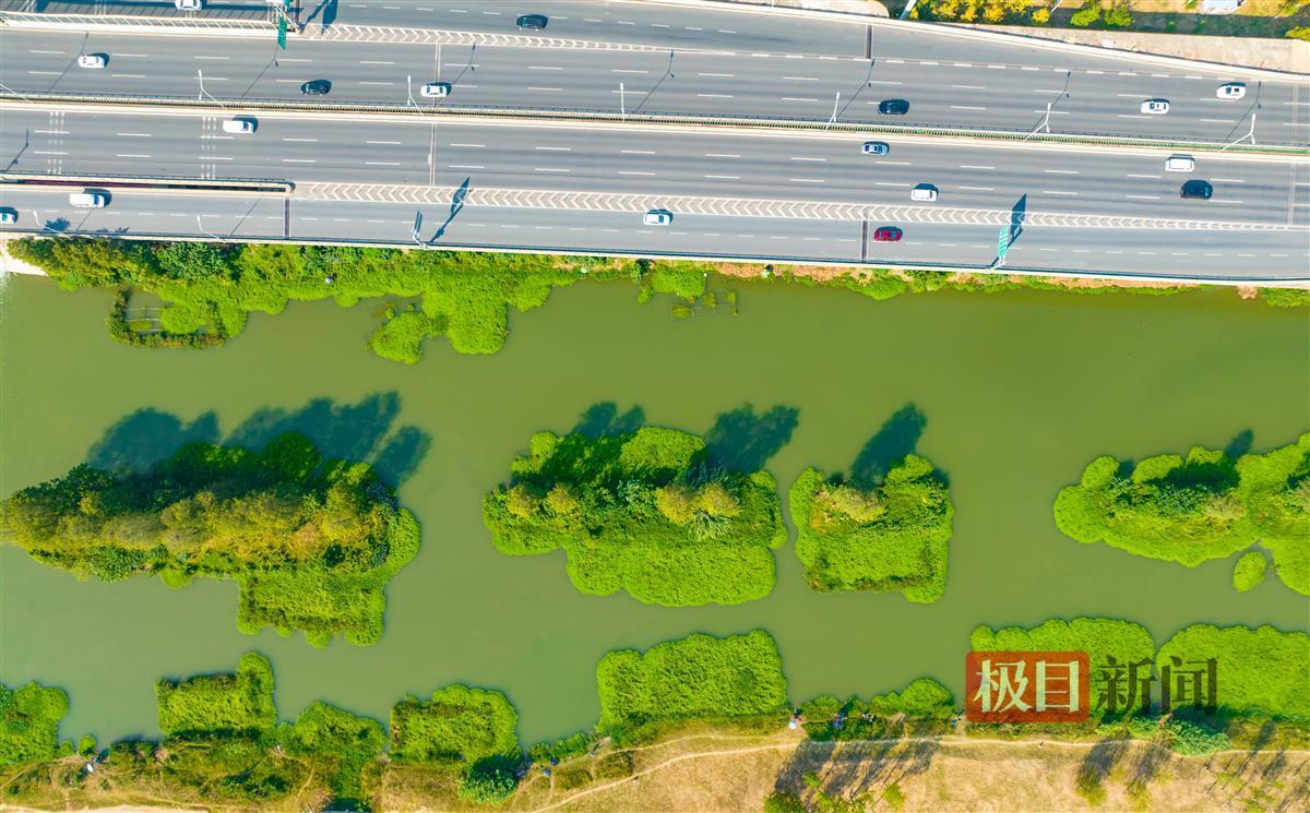 武汉青菱河现“水上森林”