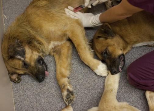 1998年美国少女深夜被杂交犬折磨死，男友报警，兽医：真凶不是狗
