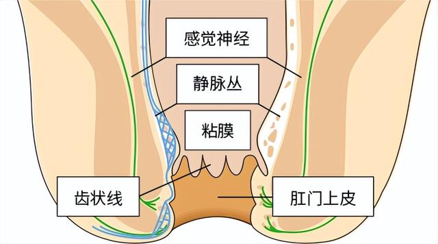 为什么许多人大便后用水清洗肛门，这样做有什么好处呢？