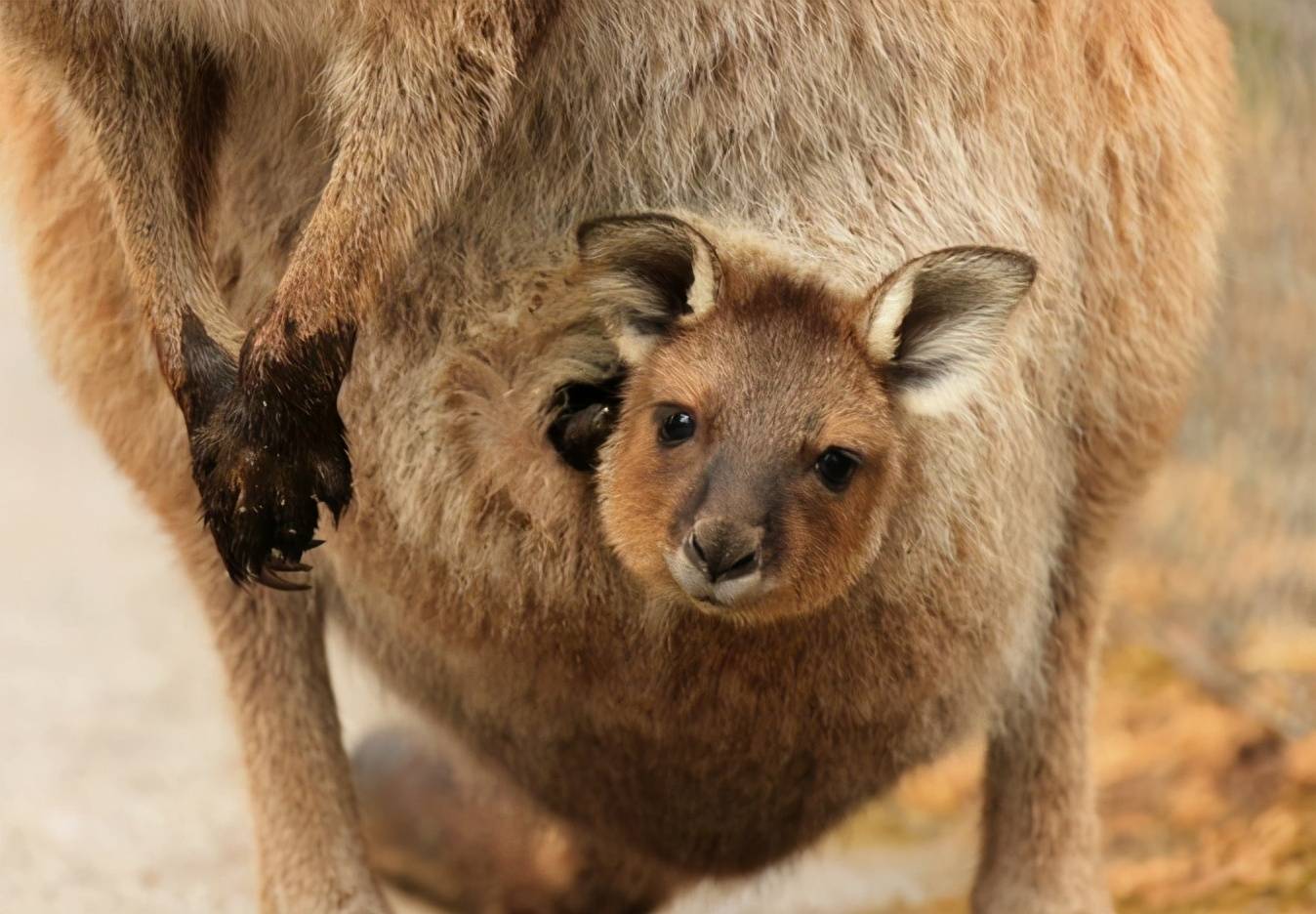 10种超离奇动物生宝宝的方式